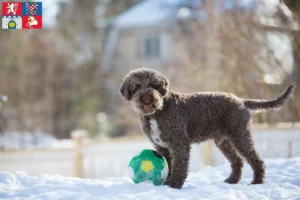 Read more about the article Lagotto Romagnolo breeders and puppies in Pardubice