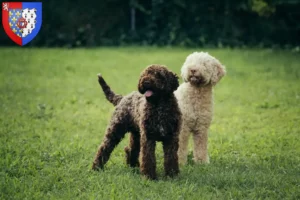 Read more about the article Lagotto Romagnolo breeders and puppies in Pays de la Loire
