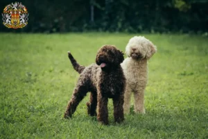 Read more about the article Lagotto Romagnolo breeders and puppies in Prague
