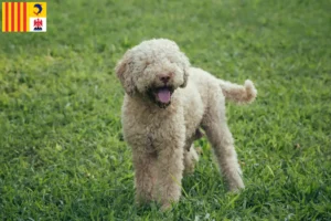 Read more about the article Lagotto Romagnolo breeders and puppies in Provence-Alpes-Côte d’Azur