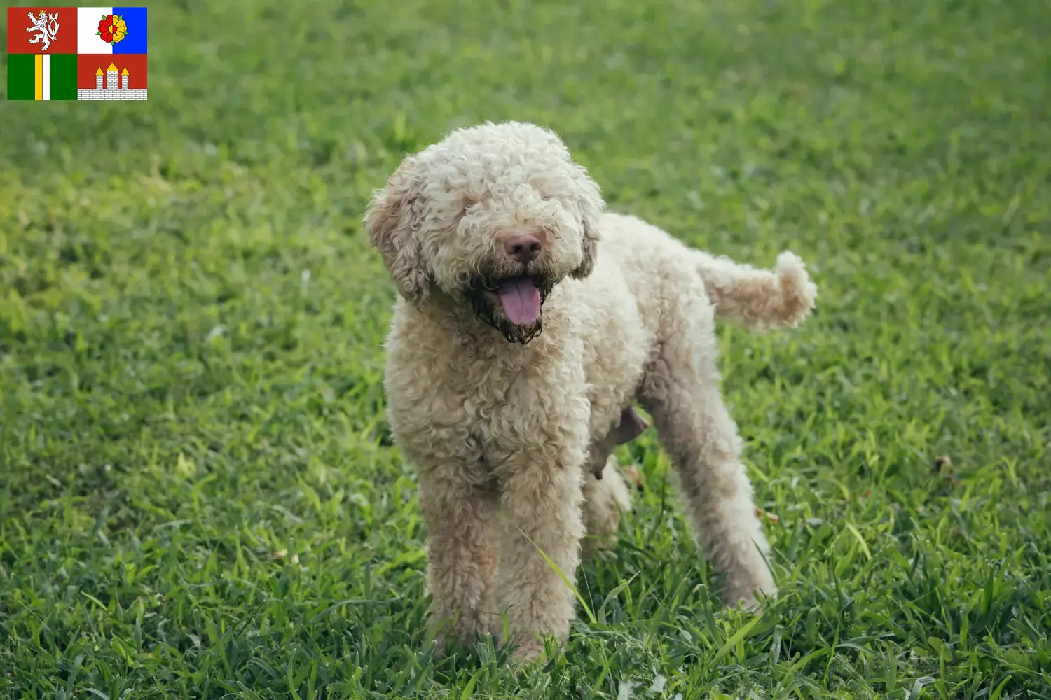Lagotto Romagnolo puppies and breeders South Bohemia Here you can find Lagotto Romagnolo breeders in South Bohemia.