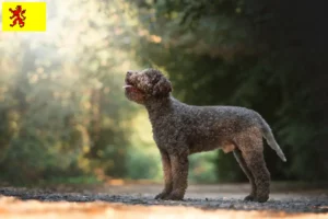 Read more about the article Lagotto Romagnolo breeders and puppies in South Holland