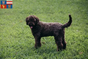 Read more about the article Lagotto Romagnolo breeders and puppies in South Moravia