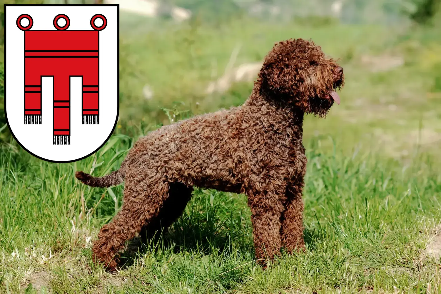 Lagotto Romagnolo puppies and breeders Vorarlberg Here you will find Lagotto Romagnolo breeders in Vorarlberg.