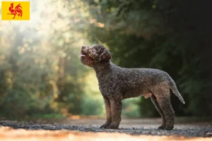 Read more about the article Lagotto Romagnolo breeders and puppies in Walloon Region