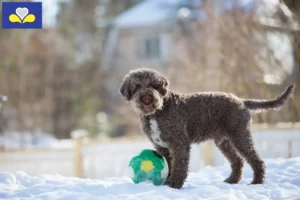 Read more about the article Lagotto Romagnolo breeders and puppies in the Brussels-Capital Region