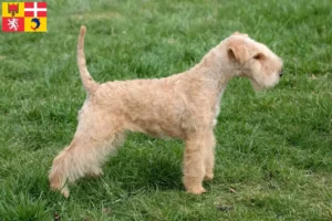 Read more about the article Lakeland Terrier breeders and puppies in Auvergne-Rhône-Alpes