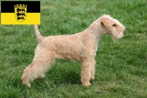 Read more about the article Lakeland Terrier breeders and puppies in Baden-Württemberg