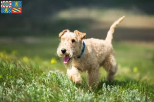 Read more about the article Lakeland Terrier breeders and puppies in Bourgogne-Franche-Comté