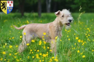 Read more about the article Lakeland Terrier breeders and puppies in Hauts-de-France
