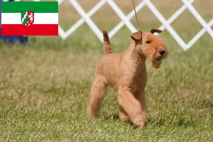 Read more about the article Lakeland Terrier breeders and puppies in North Rhine-Westphalia