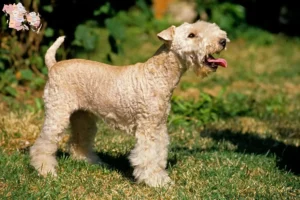 Read more about the article Lakeland Terrier breeders and puppies in Syddanmark