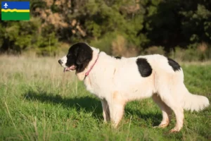 Read more about the article Landseer breeders and puppies in Flevoland