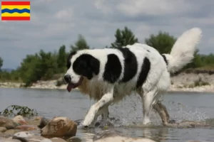 Read more about the article Landseer breeders and puppies in Overijssel