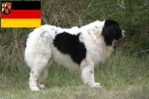 Read more about the article Landseer breeders and puppies in Rhineland-Palatinate