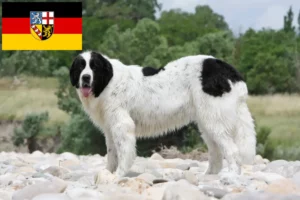 Read more about the article Landseer breeders and puppies in Saarland