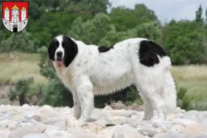 Read more about the article Landseer breeders and puppies in Salzburg