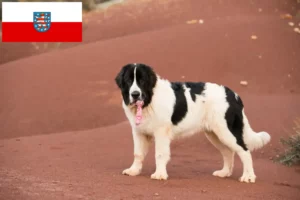 Read more about the article Landseer breeders and puppies in Thuringia