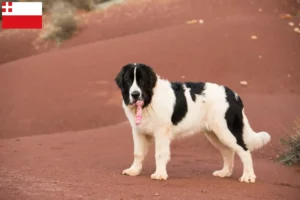 Read more about the article Landseer breeders and puppies in Utrecht
