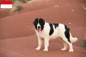 Read more about the article Landseer breeders and puppies in Vienna