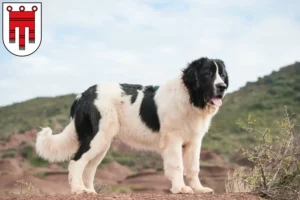 Read more about the article Landseer breeders and puppies in Vorarlberg