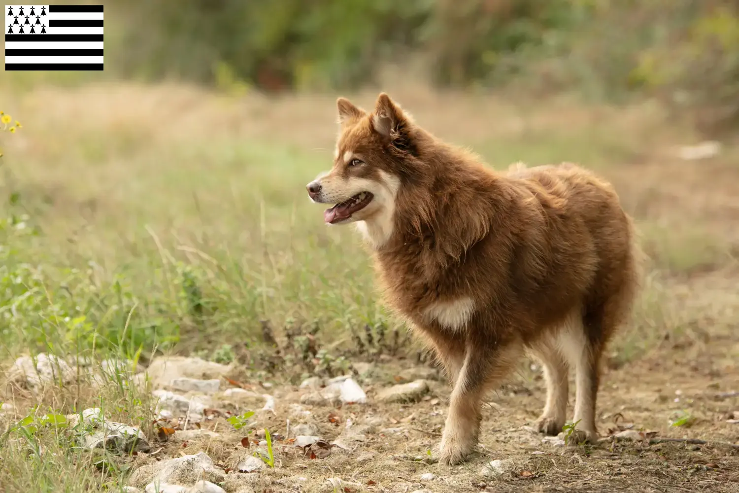 Lappish reindeer dog puppies and breeder Bretagne Find Lappish reindeer dog breeders in Brittany .