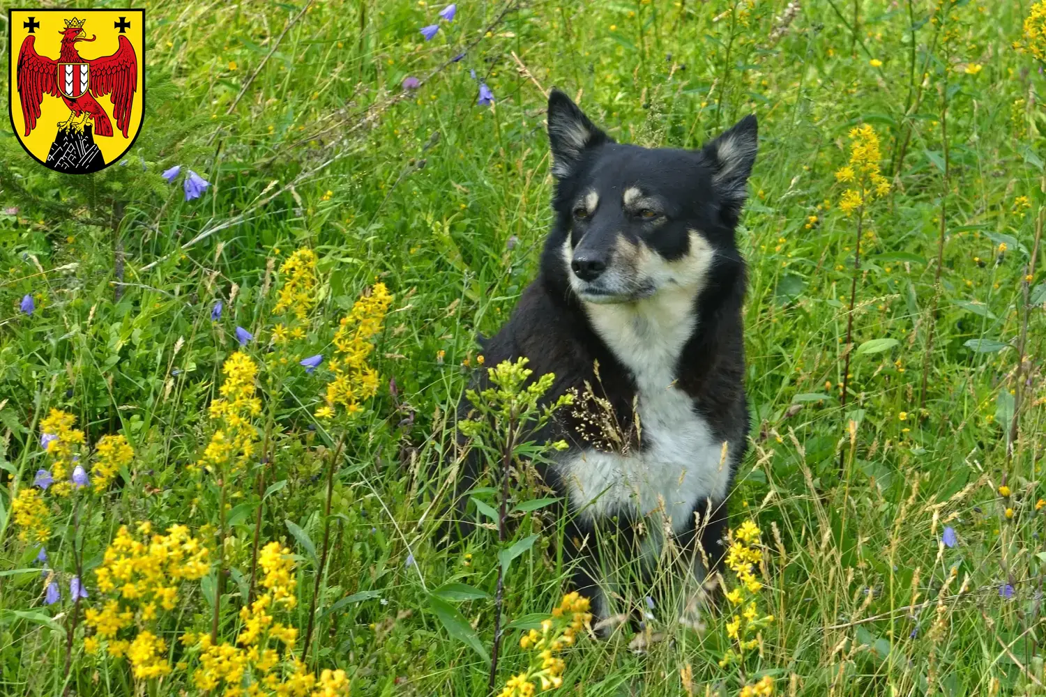 Read more about the article Lappish reindeer dog breeder and puppies in Burgenland