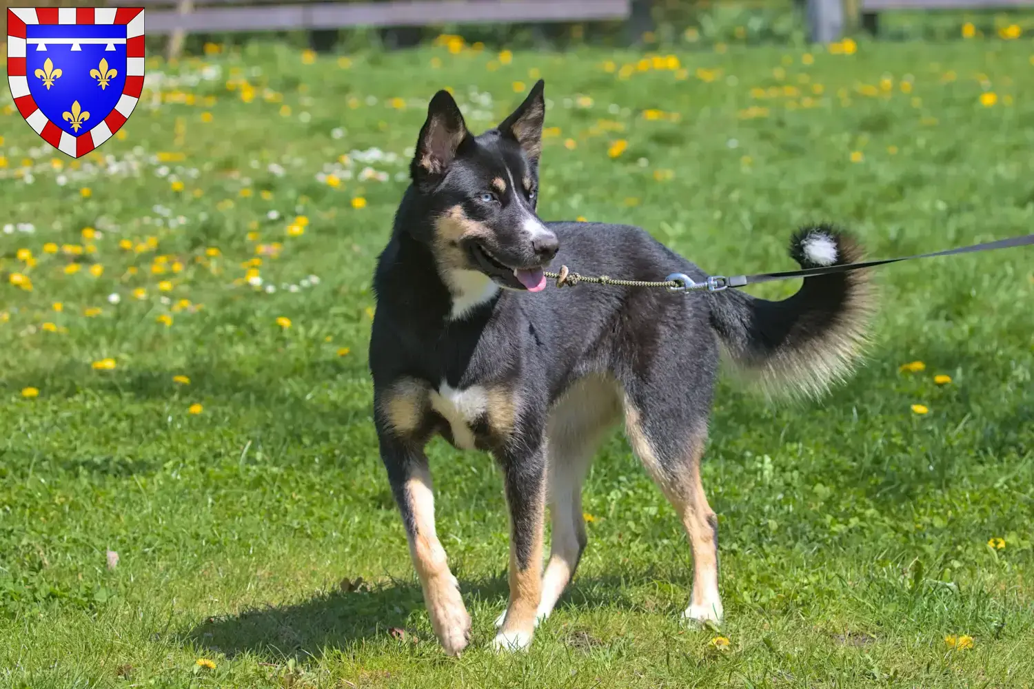 Lappish reindeer dog puppies and breeders Centre-Val de Loire Find Lappish Reindeer Dog breeders in Centre-Val de Loire.
