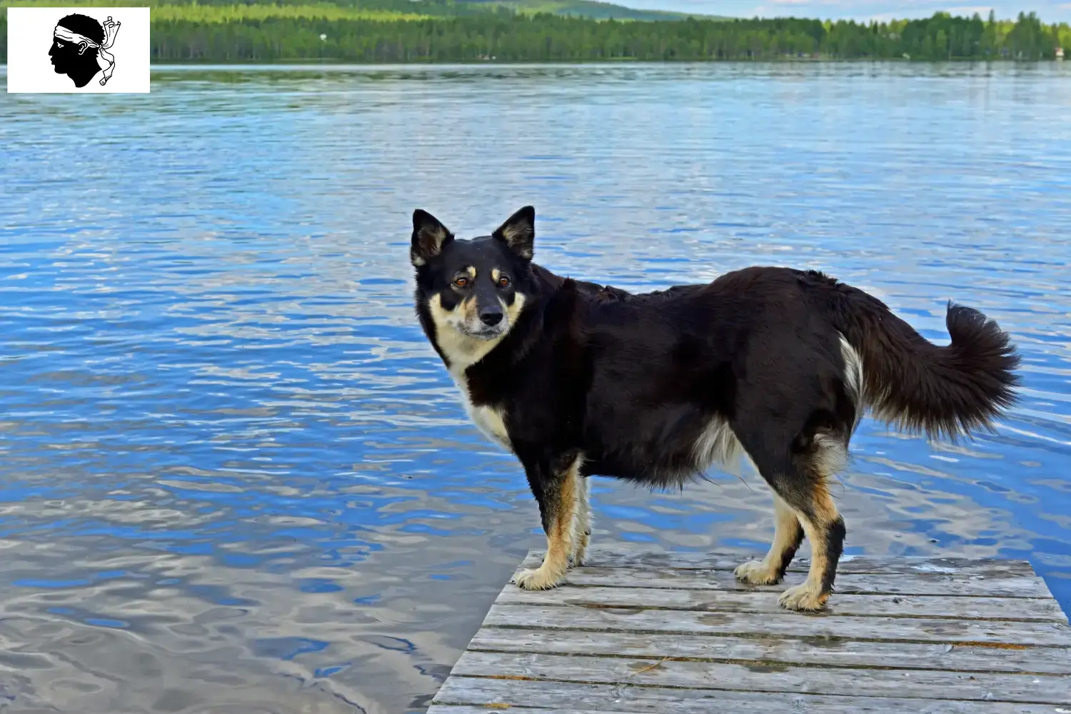 Lappish reindeer dog puppies and breeders Corsica Here you can find Lappish reindeer dog breeders in Corsica.