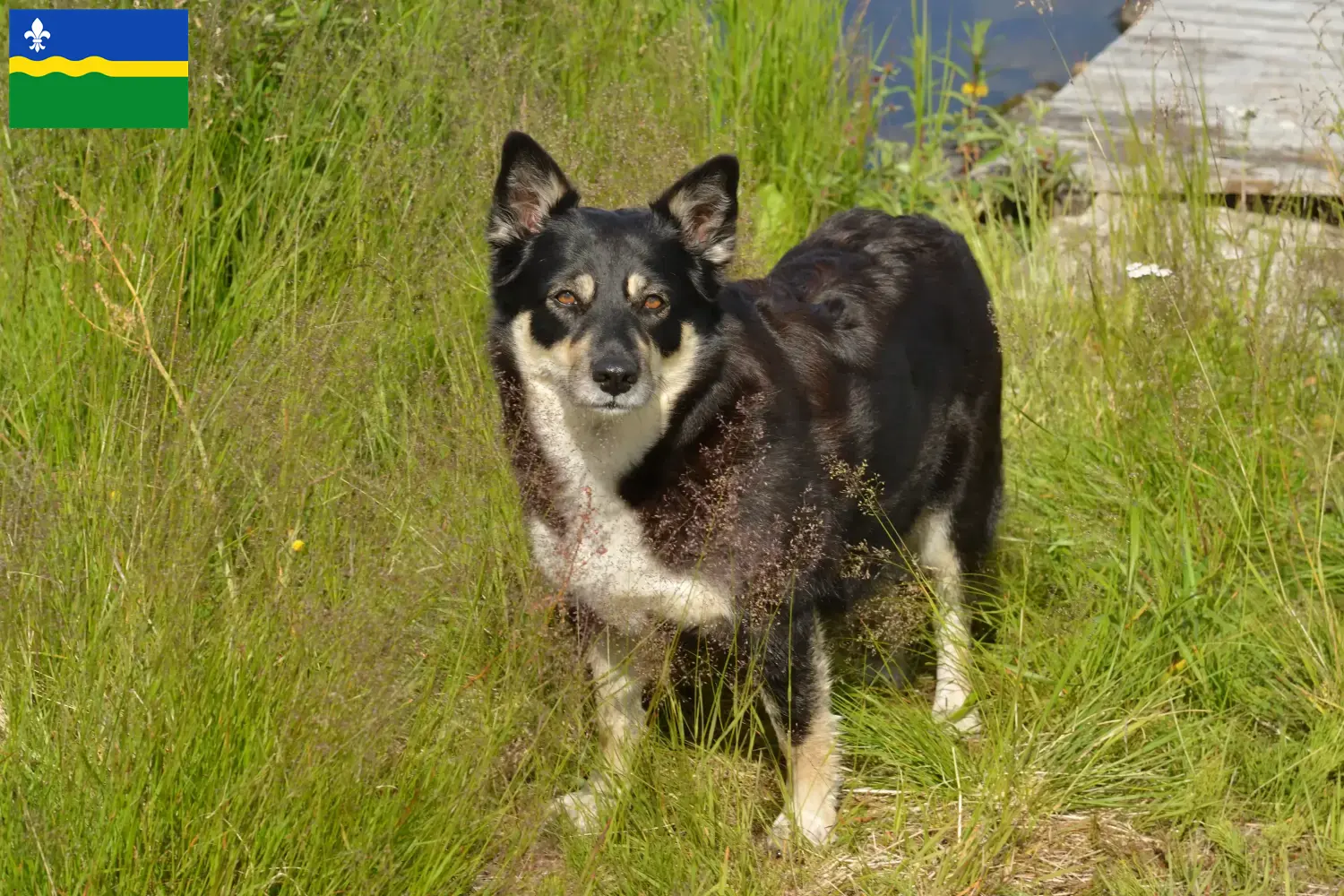 Lappish reindeer dog puppies and breeders Flevoland Find Lappish Reindeer Dog breeders in Flevoland.