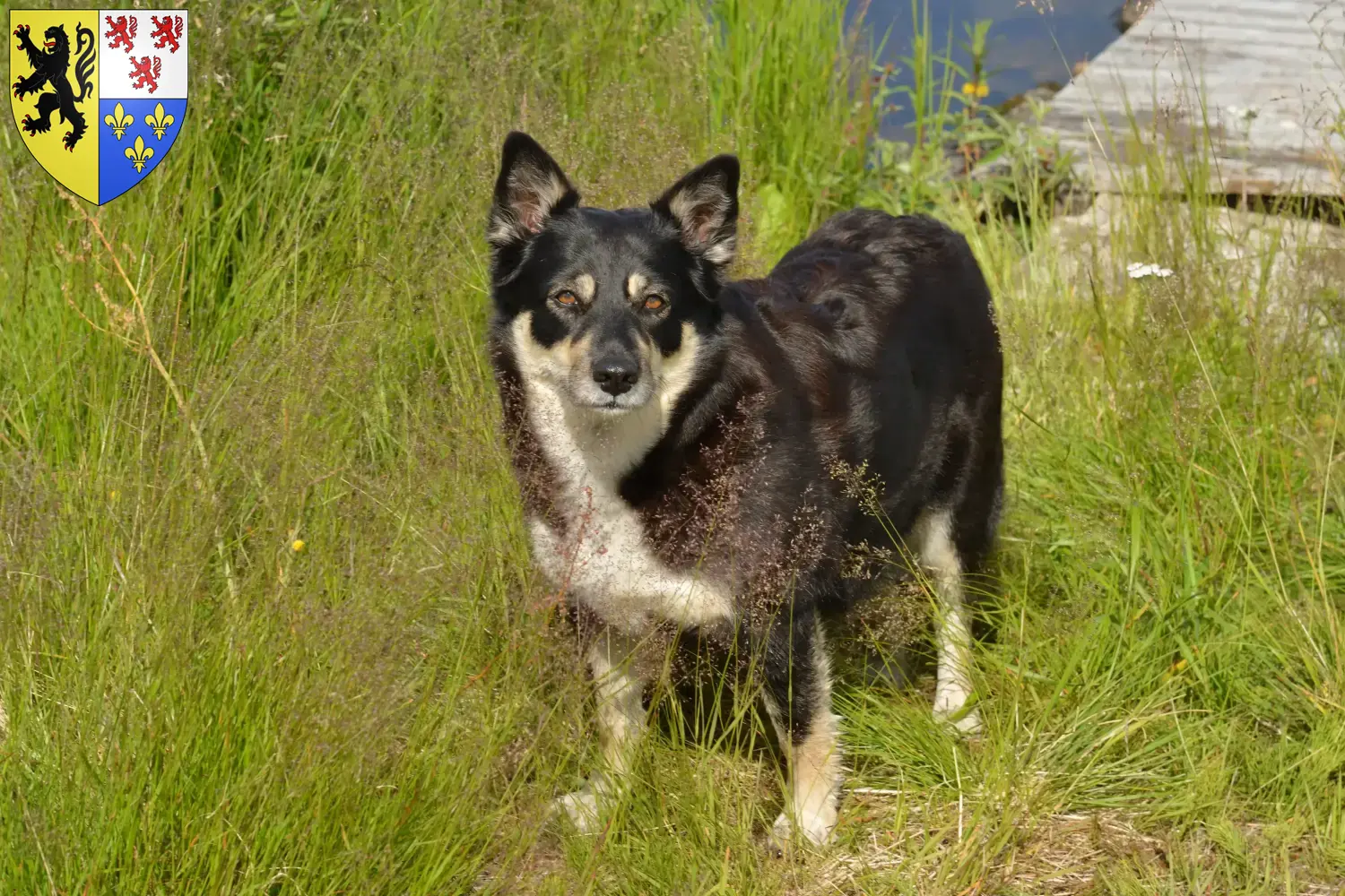 Lappish reindeer dog puppies and breeders Hauts-de-France Find Lappish Reindeer Dog breeders in Hauts-de-France.