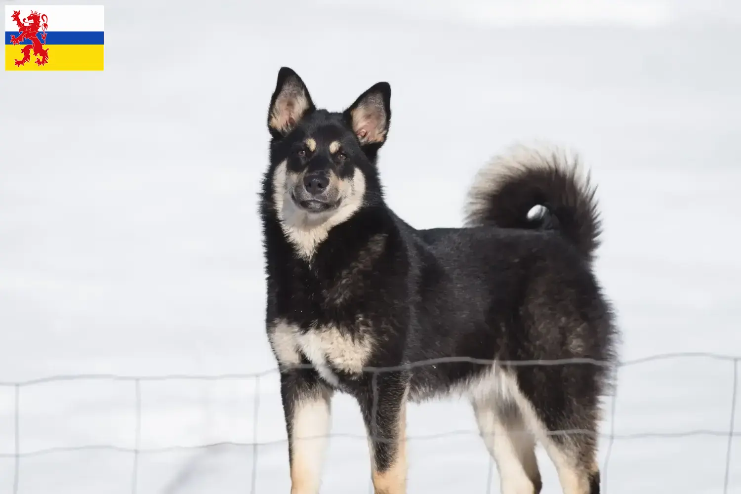 Read more about the article Lappish reindeer dog breeder and puppies in Limburg