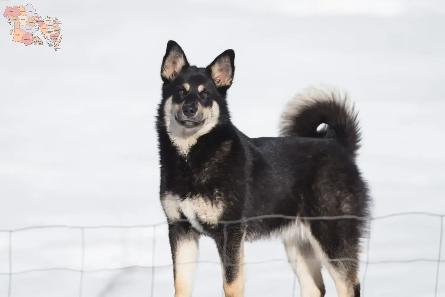 Lappish reindeer dog puppies and breeders Syddanmark Find Lappish Reindeer Dog breeders in Syddanmark.