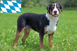 Read more about the article Great Swiss Mountain Dog breeder and puppies in Bavaria