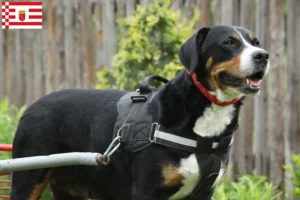 Read more about the article Great Swiss Mountain Dog breeder and puppies in Bremen