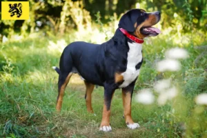 Read more about the article Great Swiss Mountain Dog breeder and puppies in Flanders