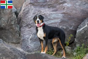 Read more about the article Great Swiss Mountain Dog breeder and puppies in Groningen