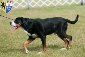 Read more about the article Great Swiss Mountain Dog breeder and puppies in Hauts-de-France