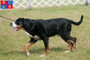 Read more about the article Large Swiss Mountain Dog breeder and puppies in Hradec Králové