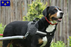 Read more about the article Great Swiss Mountain Dog breeder and puppies in Île-de-France