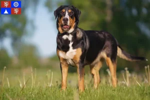Read more about the article Great Swiss Mountain Dog breeder and puppies in Liberec