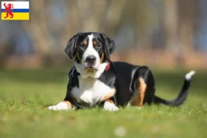Read more about the article Large Swiss Mountain Dog breeder and puppies in Limburg