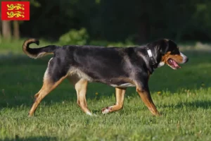 Read more about the article Great Swiss Mountain Dog breeder and puppies in Normandy