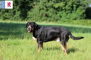 Read more about the article Great Swiss Mountain Dog breeder and puppies in Nouvelle-Aquitaine