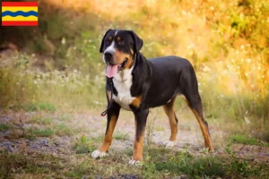 Read more about the article Large Swiss Mountain Dog breeder and puppies in Overijssel