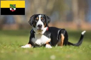 Read more about the article Swiss Mountain Dog breeder and puppies in Saxony-Anhalt
