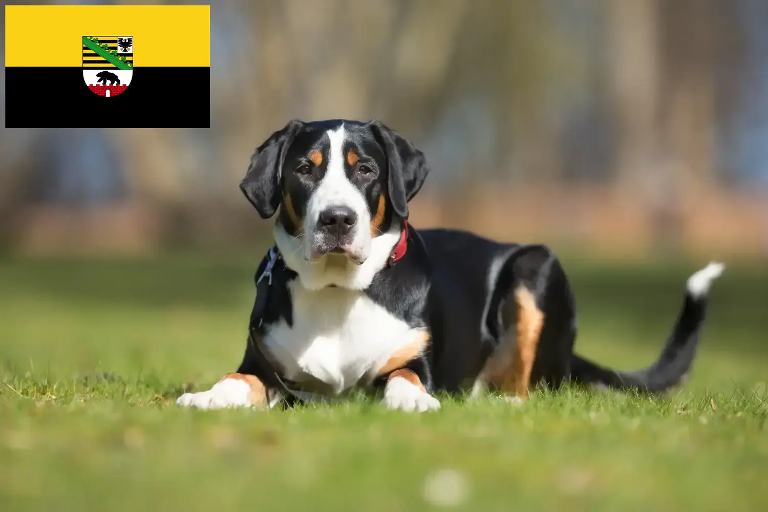 Read more about the article Swiss Mountain Dog breeder and puppies in Saxony-Anhalt