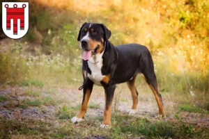 Read more about the article Great Swiss Mountain Dog breeder and puppies in Vorarlberg