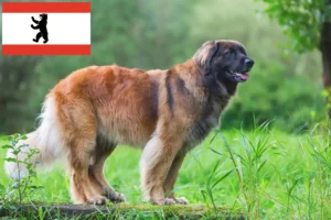 Read more about the article Leonberger breeders and puppies in Berlin