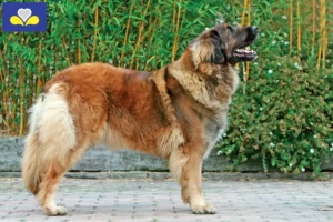 Read more about the article Leonberger breeders and puppies in the Brussels-Capital Region